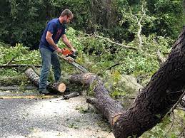 Best Hazardous Tree Removal  in Oak Valley, NJ
