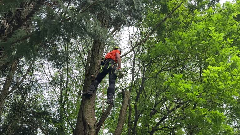 Best Utility Line Clearance  in Oak Valley, NJ
