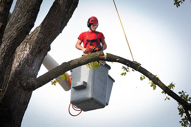 Best Tree Risk Assessment  in Oak Valley, NJ